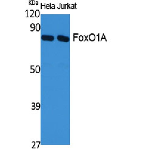 FOXO1 / FKHR Antibody - Western blot of FoxO1A antibody