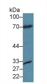 FOXO1 / FKHR Antibody - Western Blot; Sample: Mouse Liver lysate; Primary Ab: 2µg/ml Rabbit Anti-Human FOXO1 Antibody Second Ab: 0.2µg/mL HRP-Linked Caprine Anti-Rabbit IgG Polyclonal Antibody (Catalog: SAA544Rb19
