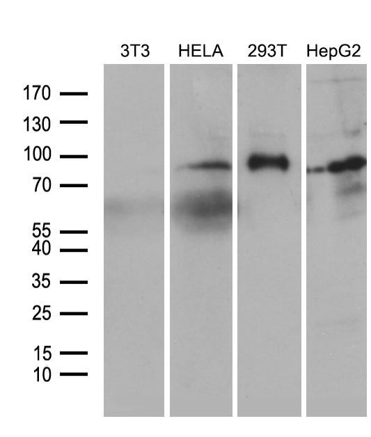 FOXO1 / FKHR Antibody - Western blot analysis of extracts. (35ug) from 4 different cell lines by using anti-FOXO1 monoclonal antibody. (1:500)
