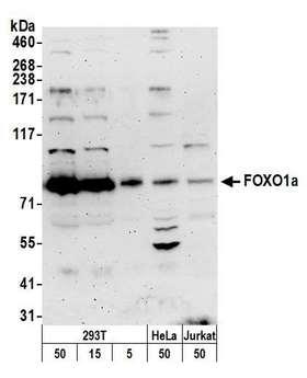 FOXO1 / FKHR Antibody - Detection of human FOXO1a by western blot. Samples: Whole cell lysate from HEK293T, HeLa, and Jurkat cells prepared using NETN lysis buffer. Antibody: Affinity purified rabbit anti-FOXO1a antibody used for WB at 0.1 µg/ml. Detection: Chemiluminescence with an exposure time of 3 minutes.