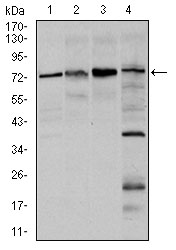 FOXO1 / FKHR Antibody - Western blot using FOXO1 mouse monoclonal antibody against HeLa (1), HEK293 (2), MCF-7(3), and C6 (4) cell lysate.