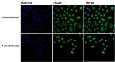 FOXO1 / FKHR Antibody - FOXO1 Antibody in Immunofluorescence (IF)
