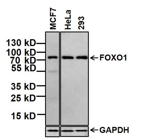 FOXO1 / FKHR Antibody - FOXO1 Antibody in Western Blot (WB)
