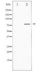 FOXO1 / FKHR Antibody - Western blot of FOXO1/3/4-pan expression in 293 whole cell lysates,The lane on the left is treated with the antigen-specific peptide.