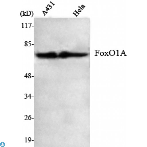 FOXO1 / FKHR Antibody - Western Blot (WB) analysis using FoxO1A Monoclonal Antibody against A431, HeLa cell lysate .