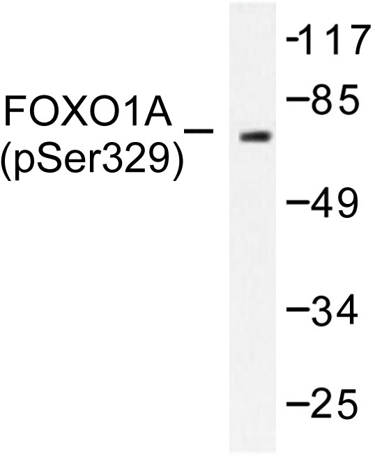 FOXO1 / FKHR Antibody - Western blot of p-FOXO1A (S329) pAb in extracts from HeLa cells treated with Serum 20% 15'.
