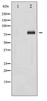 FOXO1 / FKHR Antibody - Western blot of FOXO1A phosphorylation expression in Serum treated HeLa whole cell lysates,The lane on the left is treated with the antigen-specific peptide.