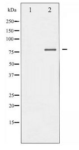 FOXO1 / FKHR Antibody - Western blot of FOXO1/3/4-pan phosphorylation expression in Serum treated 293 whole cell lysates,The lane on the left is treated with the antigen-specific peptide.