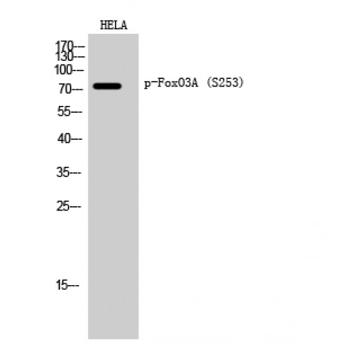 FOXO3 / FOXO3A Antibody - Western blot of Phospho-FoxO3A (S253) antibody