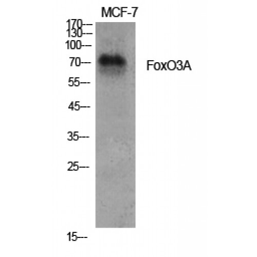 FOXO3 / FOXO3A Antibody - Western blot of FoxO3A antibody