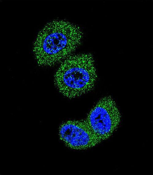 FOXO3 / FOXO3A Antibody - Confocal immunofluorescence of FOXO3 Antibody with MCF-7 cell followed by Alexa Fluor 488-conjugated goat anti-rabbit lgG (green). DAPI was used to stain the cell nuclear (blue).