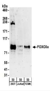 FOXO3 / FOXO3A Antibody - Detection of Human and Mouse FOXO3a by Western Blot. Samples: Whole cell lysate (50 ug) from 293T, Jurkat, and mouse TCMK-1 cells. Antibodies: Affinity purified rabbit anti-FOXO3a antibody used for WB at 0.4 ug/ml. Detection: Chemiluminescence with an exposure time of 3 minutes.