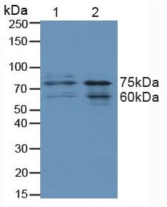 FOXO3 / FOXO3A Antibody - Western Blot; Sample: Lane1: Human Hela Cells; Lane2: Human 293T Cells.