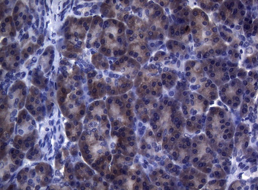 FOXO3 / FOXO3A Antibody - Immunohistochemical staining of paraffin-embedded Human pancreas tissue within the normal limits using anti-FOXO3 mouse monoclonal antibody. (Heat-induced epitope retrieval by 1mM EDTA in 10mM Tris buffer. (pH8.5) at 120°C for 3 min. (1:150)