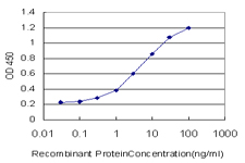FOXO3 / FOXO3A Antibody - Detection limit for recombinant GST tagged FOXO3A is approximately 0.1 ng/ml as a capture antibody.