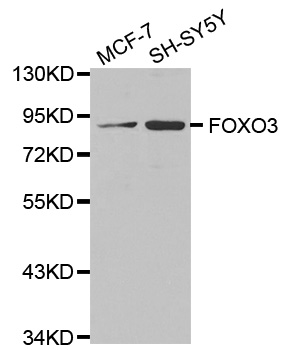FOXO3 / FOXO3A Antibody - Western blot analysis of extracts of various cell lines.