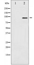 FOXO3 / FOXO3A Antibody - Western blot of FKHRL1 expression in serum treated NIH-3T3 whole cell lysates,The lane on the left is treated with the antigen-specific peptide.