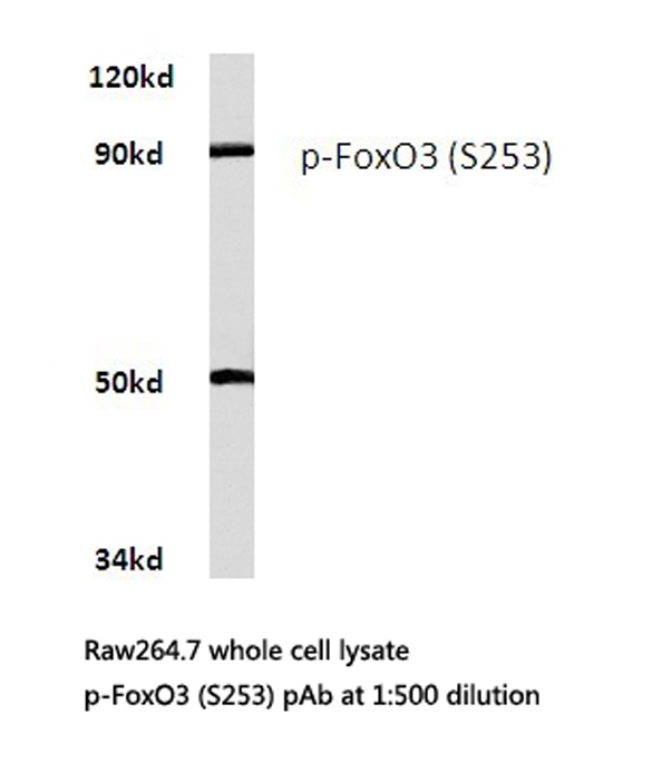 FOXO3 / FOXO3A Antibody - Western blot of p-FoxO3 (S253) pAb in extracts from raw264.7 cells.