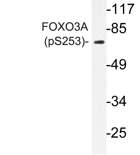 FOXO3 / FOXO3A Antibody - Western blot of p-FOXO3A (S253) pAb in extracts from NIH/3T3 cells.