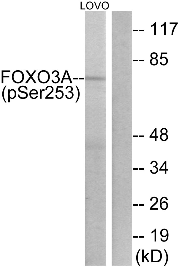 FOXO3 / FOXO3A Antibody - Western blot analysis of lysates from LOVO cells treated with serum 20% 30', using FKHRL1 (Phospho-Ser253) Antibody. The lane on the right is blocked with the phospho peptide.