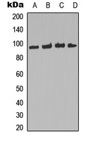 FOXO3 / FOXO3A Antibody - Western blot analysis of FOXO3 (pS253) expression in HeLa (A); Raw264.7 (B); mouse liver (C); rat smooth muscle (D) whole cell lysates.