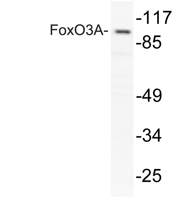 FOXO3 / FOXO3A Antibody - Western blot of FoxO3 (P247) pAb in extracts from COLO205 cells.