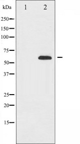 FOXO4 / AFX1 Antibody - Western blot analysis of FOXO4 expression in K562 whole cells lysates. The lane on the left is treated with the antigen-specific peptide.