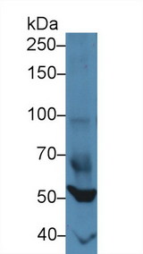 FOXP1 Antibody - Western Blot; Sample: Mouse Heart lysate; Primary Ab: 3µg/ml Rabbit Anti-Mouse FOXP1 Antibody Second Ab: 0.2µg/mL HRP-Linked Caprine Anti-Rabbit IgG Polyclonal Antibody