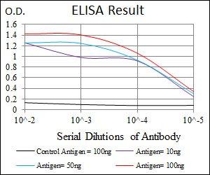 FOXP1 Antibody - Red: Control Antigen (100ng); Purple: Antigen (10ng); Green: Antigen (50ng); Blue: Antigen (100ng);