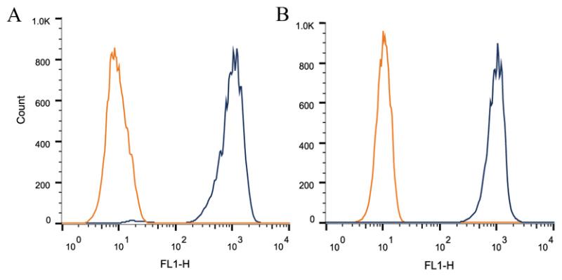FOXP1 Antibody - Flow Cytometry: FOXP1 Antibody (JC12) - Intracellular flow cytometric staining of 1 x 10^6 CHO (A) and HeLa (B) cells using FOXP1 antibody (dark blue). Isotype control shown in orange. An antibody concentration of 1 ug/1x10^6 cells was used.