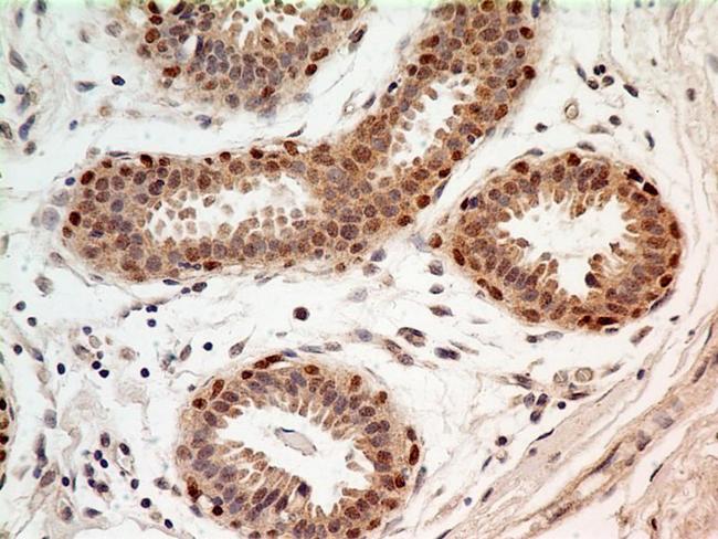 FOXP1 Antibody - Immunohistochemistry-Paraffin: FOXP1 Antibody (JC12) - IHC analysis of formalin-fixed paraffin-embedded tissue section of human normal breast using FOXP1 antibody (clone JC12) at 5 ug/ml concentration. The breast ductal/acinar epithelial cells and the myoepithelial cells developed a strong nuclear along with moderate cytoplasmic immuno-positivity for FOXP1 protein.