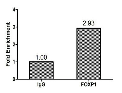 FOXP1 Antibody - Chromatin Immunoprecipitation Hela (1.1*10E6) were cross-linked with formaldehyde, sonicated, and immunoprecipitated with 4µg anti-FOXP1 or a control normal rabbit IgG. The resulting ChIP DNA was quantified using real-time PCR with primers (FOXP1) against the HSP90B promoter.