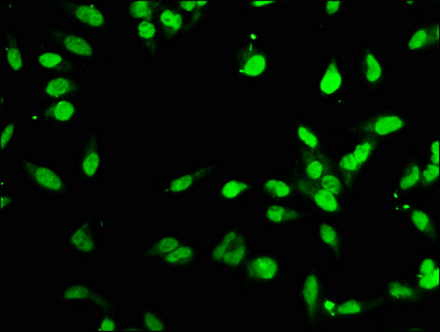 FOXP1 Antibody - Immunofluorescence staining of Hela cells with FOXP1 Antibody at 1:400, counter-stained with DAPI. The cells were fixed in 4% formaldehyde, permeabilized using 0.2% Triton X-100 and blocked in 10% normal Goat Serum. The cells were then incubated with the antibody overnight at 4°C. The secondary antibody was Alexa Fluor 488-congugated AffiniPure Goat Anti-Rabbit IgG(H+L).