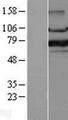 FOXP1 Protein - Western validation with an anti-DDK antibody * L: Control HEK293 lysate R: Over-expression lysate