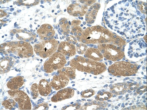 FOXP2 Antibody - FOXP2 antibody ARP33750_T100-NP_055306-FOXP2(forkhead box P2) Antibody was used in IHC to stain formalin-fixed, paraffin-embedded human kidney.  This image was taken for the unconjugated form of this product. Other forms have not been tested.