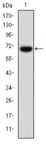 FOXP2 Antibody - Western blot using FOXP2 monoclonal antibody against human FOXP2 (AA: 47-287) recombinant protein. (Expected MW is 52.8 kDa)