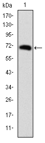 FOXP2 Antibody - Western blot using FOXP2 monoclonal antibody against human FOXP2 (AA: 47-287) recombinant protein. (Expected MW is 52.8 kDa)