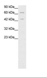 FOXP3 Antibody - HepG2 Cell Lysate.  This image was taken for the unconjugated form of this product. Other forms have not been tested.