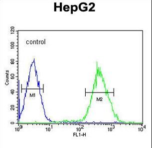 FOXP3 Antibody - FOXP3 Antibody flow cytometry of HepG2 cells (right histogram) compared to a negative control cell (left histogram). FITC-conjugated goat-anti-rabbit secondary antibodies were used for the analysis.