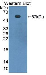 FOXP3 Antibody - Western Blot; Sample: Recombinant protein.