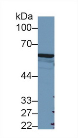 FOXP3 Antibody - Western Blot; Sample: Human A549 cell lysate; Primary Ab: 2µg/ml Rabbit Anti-Mouse FOXP3 Antibody Second Ab: 0.2µg/mL HRP-Linked Caprine Anti-Rabbit IgG Polyclonal Antibody