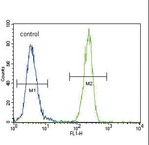 FOXP3 Antibody - FOXP3 Antibody flow cytometry of 293 cells (right histogram) compared to a negative control cell (left histogram). FITC-conjugated goat-anti-rabbit secondary antibodies were used for the analysis.