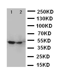 FOXP3 Antibody - WB of FOXP3 antibody. Lane 1: HELA Cell Lysate. Lane 2: SGC Cell Lysate.