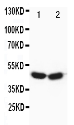 FOXP3 Antibody - Anti-FOXP3 antibody, Western blotting Lane 1: HELA Cell LysateLane 2: SGC Cell Lysate
