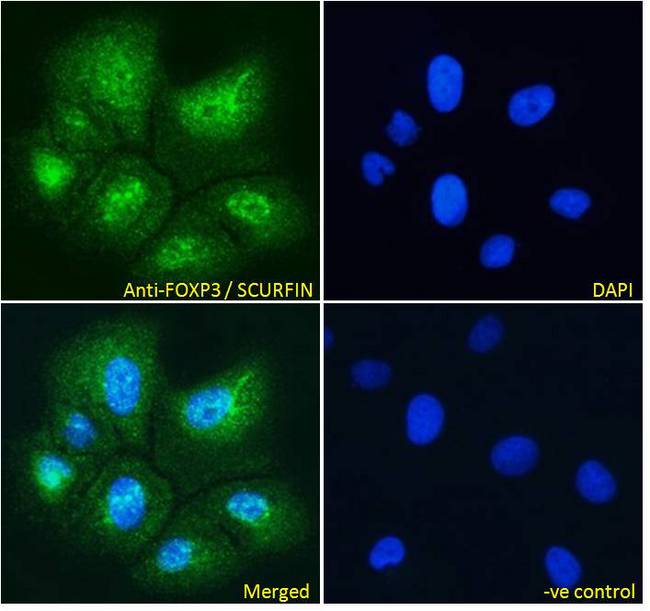FOXP3 Antibody - FOXP3 / SCURFIN antibody immunofluorescence analysis of paraformaldehyde fixed U2OS cells, permeabilized with 0.15% Triton. Primary incubation 1hr (10ug/ml) followed by Alexa Fluor 488 secondary antibody (4ug/ml), showing strong localization to nucleoplasm. The nuclear stain is DAPI (blue). Negative control: Unimmunized goat IgG (10ug/ml) followed by Alexa Fluor 488 secondary antibody (2ug/ml).