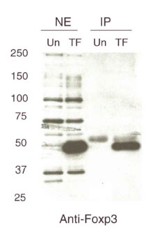 FOXP3 Antibody - Detection of immunoprecipitated FOXP3 from HA-tagged FOXP3 transfected Jurkat T antigen cells. Immunoprecipitated .  This image was taken for the unconjugated form of this product. Other forms have not been tested.