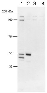 FOXP3 Antibody - Detection of human FOXP3. Lane 1: Human CD4+CD25+ PBL, lane 2: HEK293T transfected with human Foxp3 cDNA, lane 3:293/mouse foxp3, lane 4:293/empty vector.  This image was taken for the unconjugated form of this product. Other forms have not been tested.
