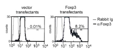FOXP3 Antibody - Transfectants from A were permeabilized and stained with anti-Foxp3 antibody and FITC-conjugated secondary antibody. Cells were analyzed by flow cytometry. Percentage of positively stained cells are shown.  This image was taken for the unconjugated form of this product. Other forms have not been tested.