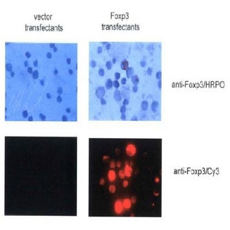 FOXP3 Antibody - The same transfectants were stained with anti-Foxp3 antibody and HRPO-conjugated (upper panel) or Cy3-conjugated (lower panels) secondary antibody. Representative images (x100) are shown.  This image was taken for the unconjugated form of this product. Other forms have not been tested.