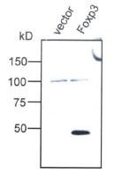 FOXP3 Antibody - Jurkat Tag cells were transfected with the expression vector (vector) or with the Foxp3 expression construct (Foxp3). 24 hours after transfection, cells were lysed and analyzed by Western blot with anti-Foxp3 antiserum (1:2000 dilution).  This image was taken for the unconjugated form of this product. Other forms have not been tested.